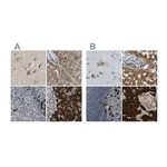 Merck Anti-SSR1 antibody produced in rabbit