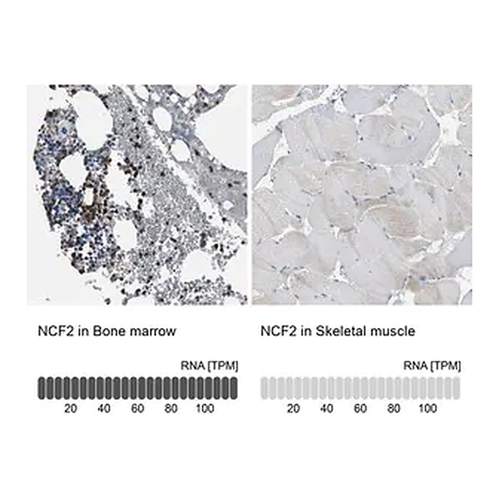 Merck Anti-NCF2 antibody produced in rabbit