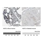 Merck Anti-NCF2 antibody produced in rabbit