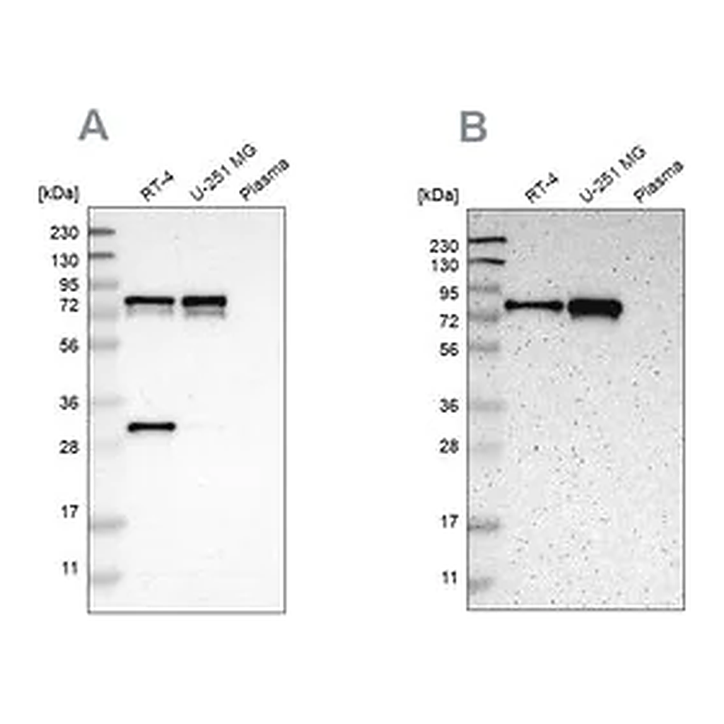 Merck Anti-MTDH antibody produced in rabbit