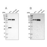 Merck Anti-MTDH antibody produced in rabbit