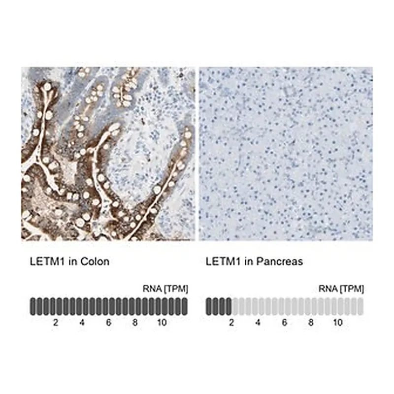 Merck Anti-LETM1 antibody produced in rabbit