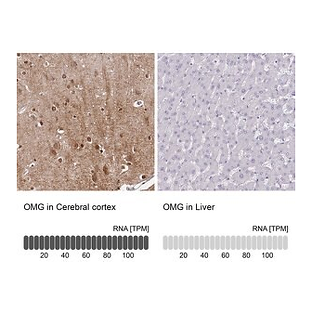 Merck Anti-OMG antibody produced in rabbit