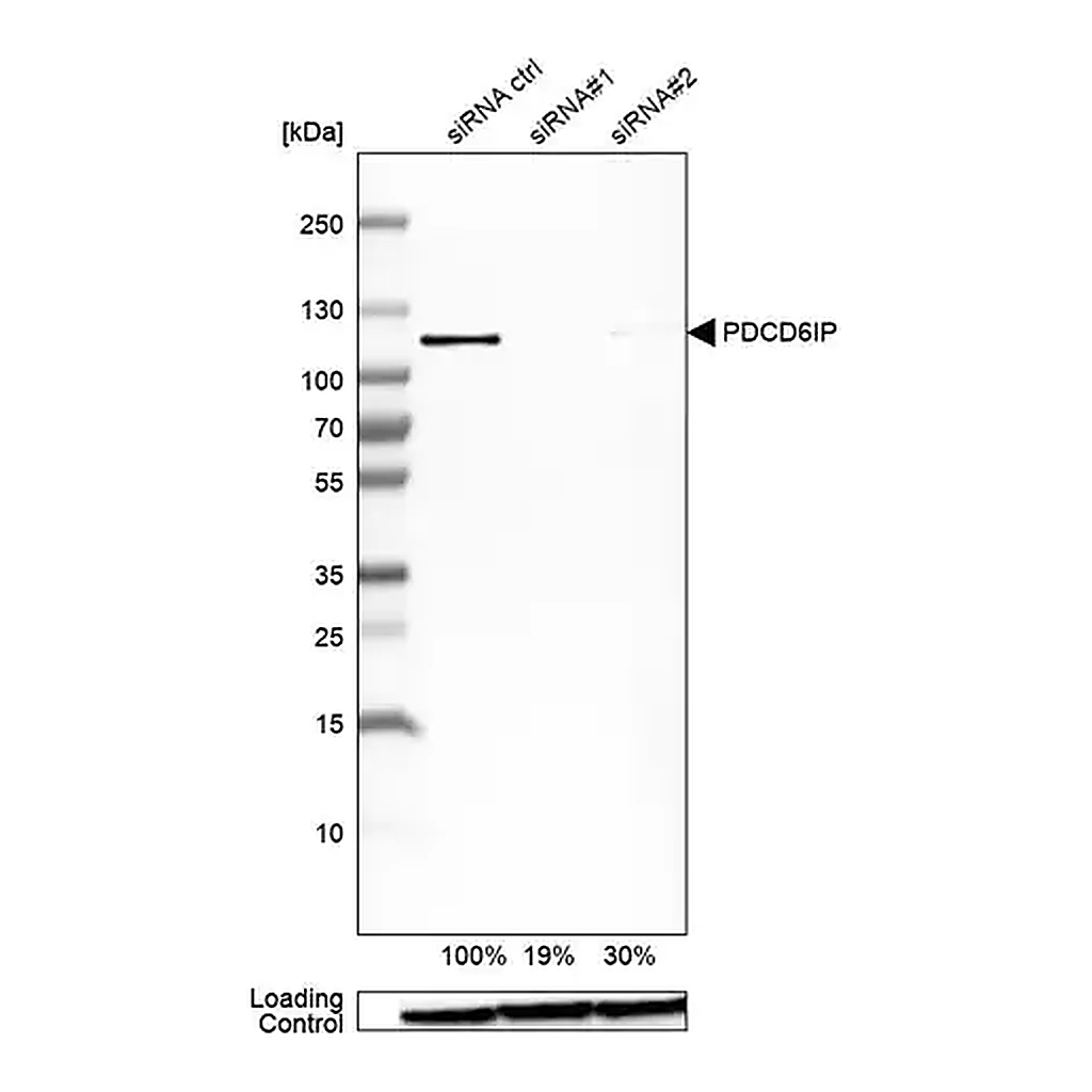 Merck Anti-PDCD6IP antibody produced in rabbit