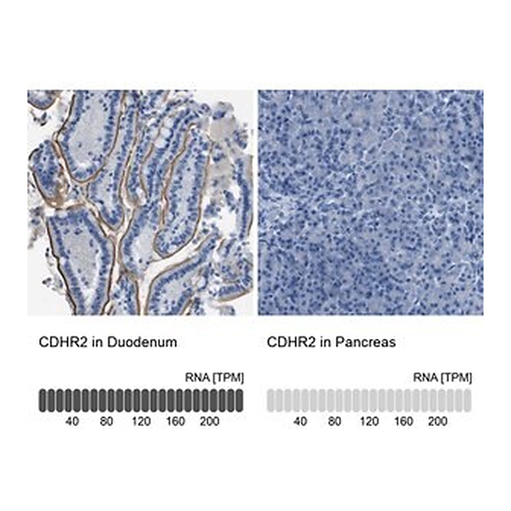 Merck Anti-CDHR2 antibody produced in rabbit