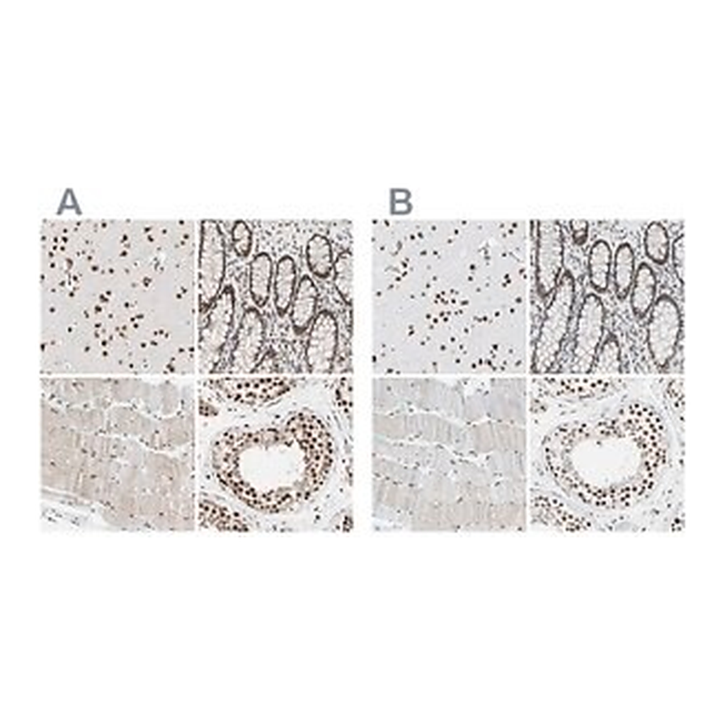 Merck Anti-FAM98B antibody produced in rabbit
