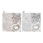 Merck Anti-FAM98B antibody produced in rabbit