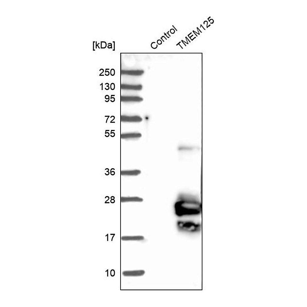 Merck Anti-TMEM125 antibody produced in rabbit