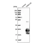 Merck Anti-TMEM125 antibody produced in rabbit