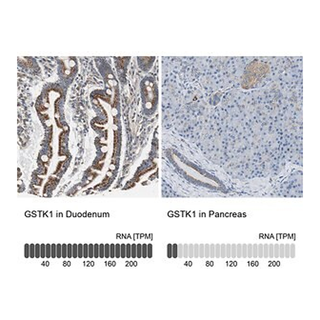Merck Anti-GSTK1 antibody produced in rabbit