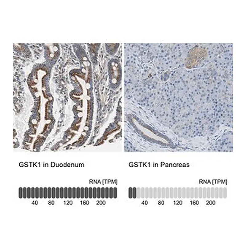Merck Anti-GSTK1 antibody produced in rabbit