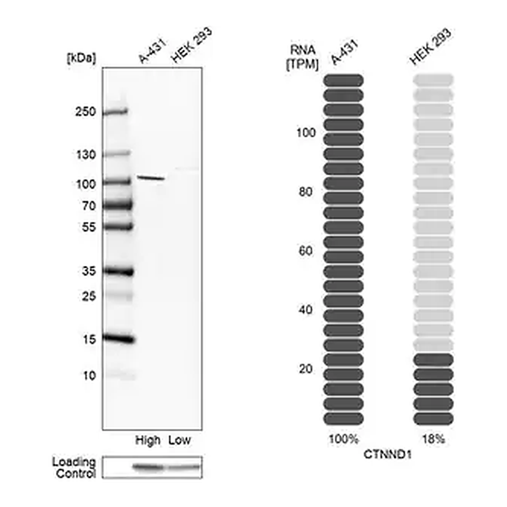Merck Anti-CTNND1 antibody produced in rabbit
