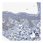 Merck Anti-ADAM15 antibody produced in rabbit
