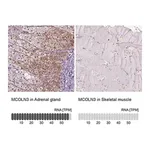 Merck Anti-MCOLN3 antibody produced in rabbit