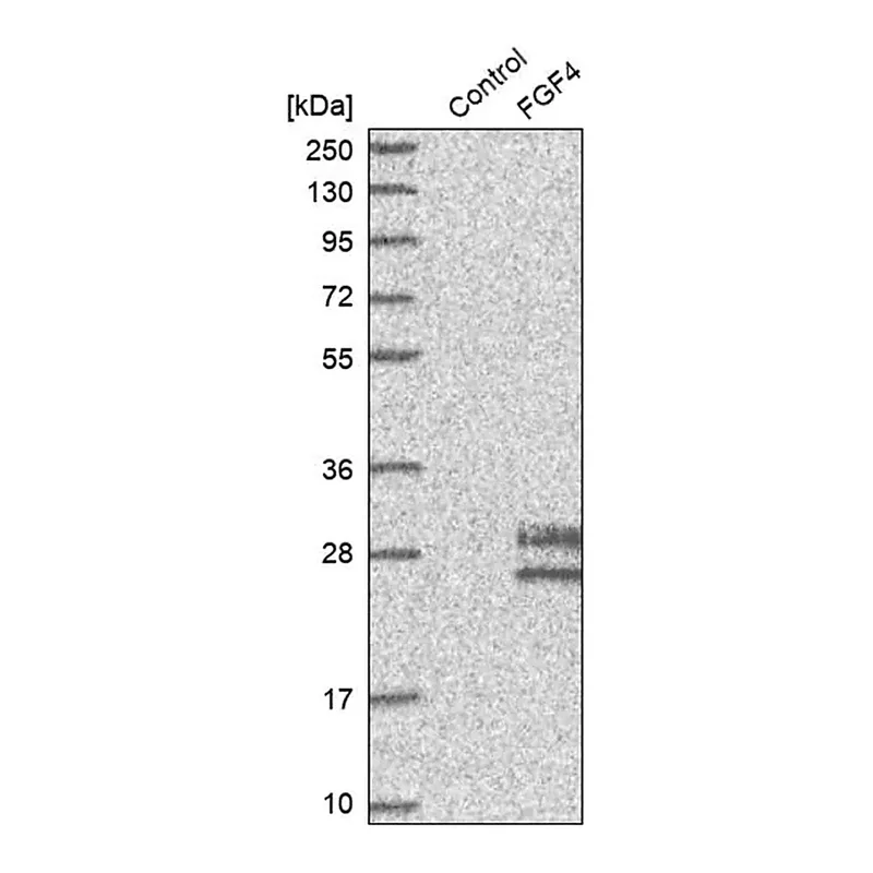 Merck Anti-FGF4 antibody produced in rabbit