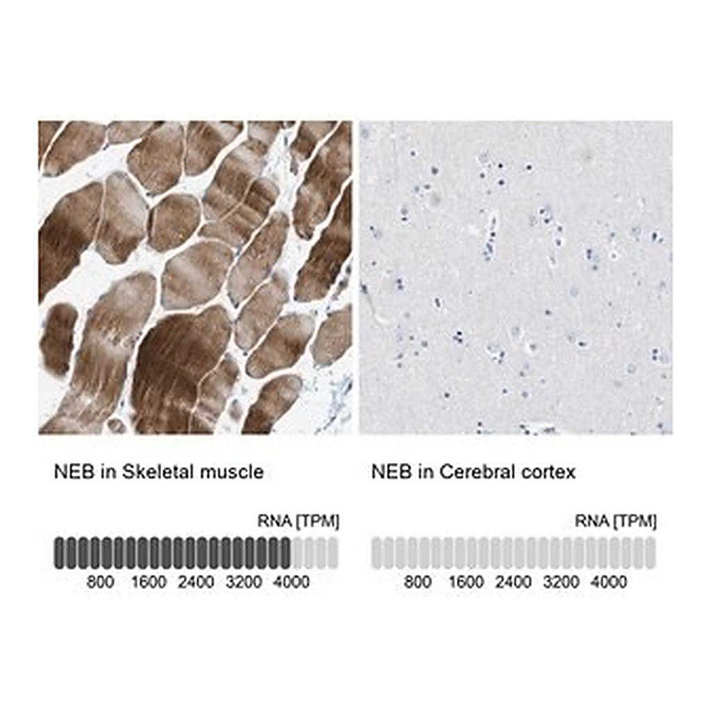 Merck Anti-NEB antibody produced in rabbit