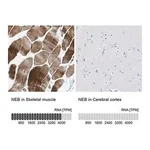 Merck Anti-NEB antibody produced in rabbit