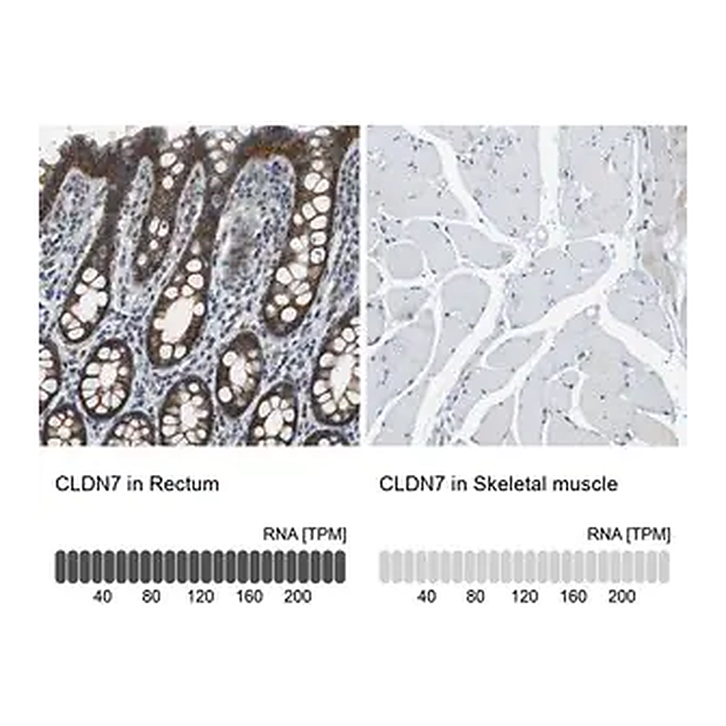 Merck Anti-CLDN7 antibody produced in rabbit
