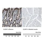Merck Anti-CLDN7 antibody produced in rabbit