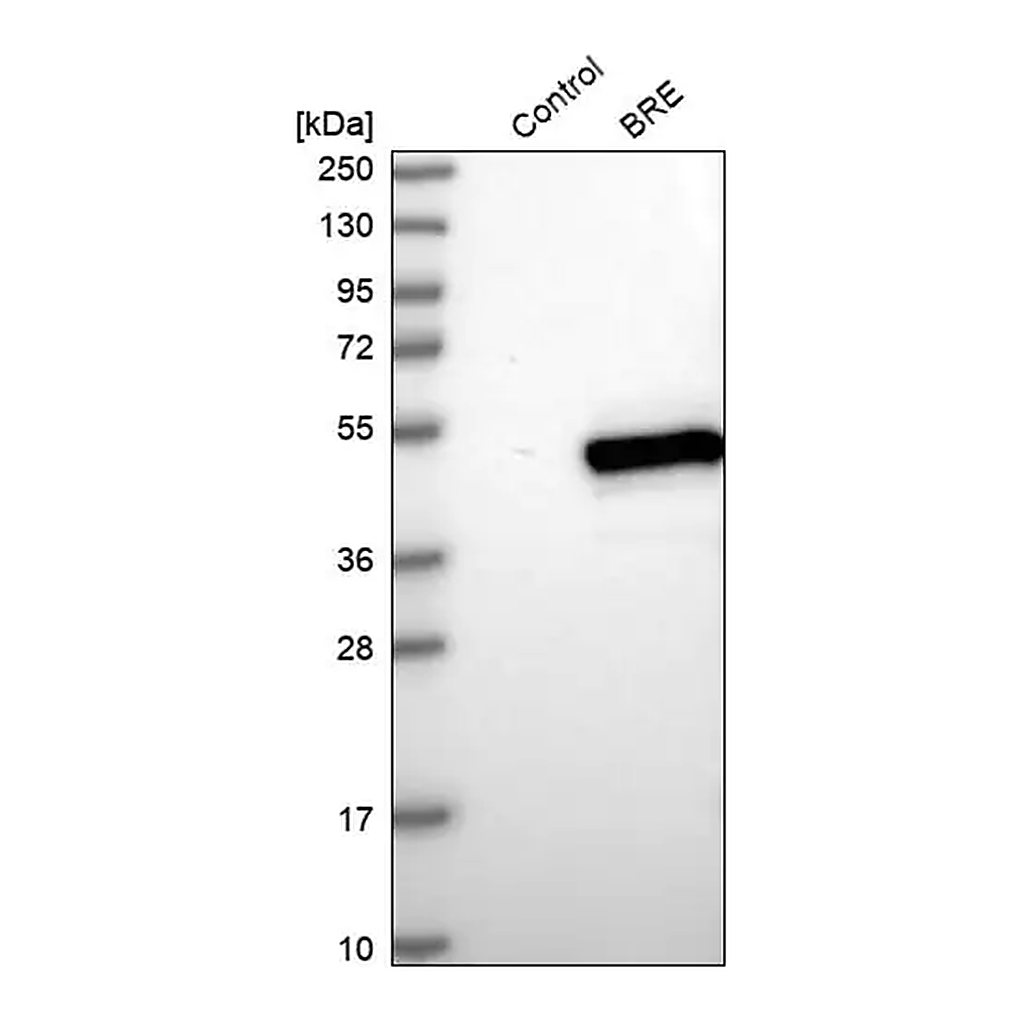 Merck Anti-BRE antibody produced in rabbit