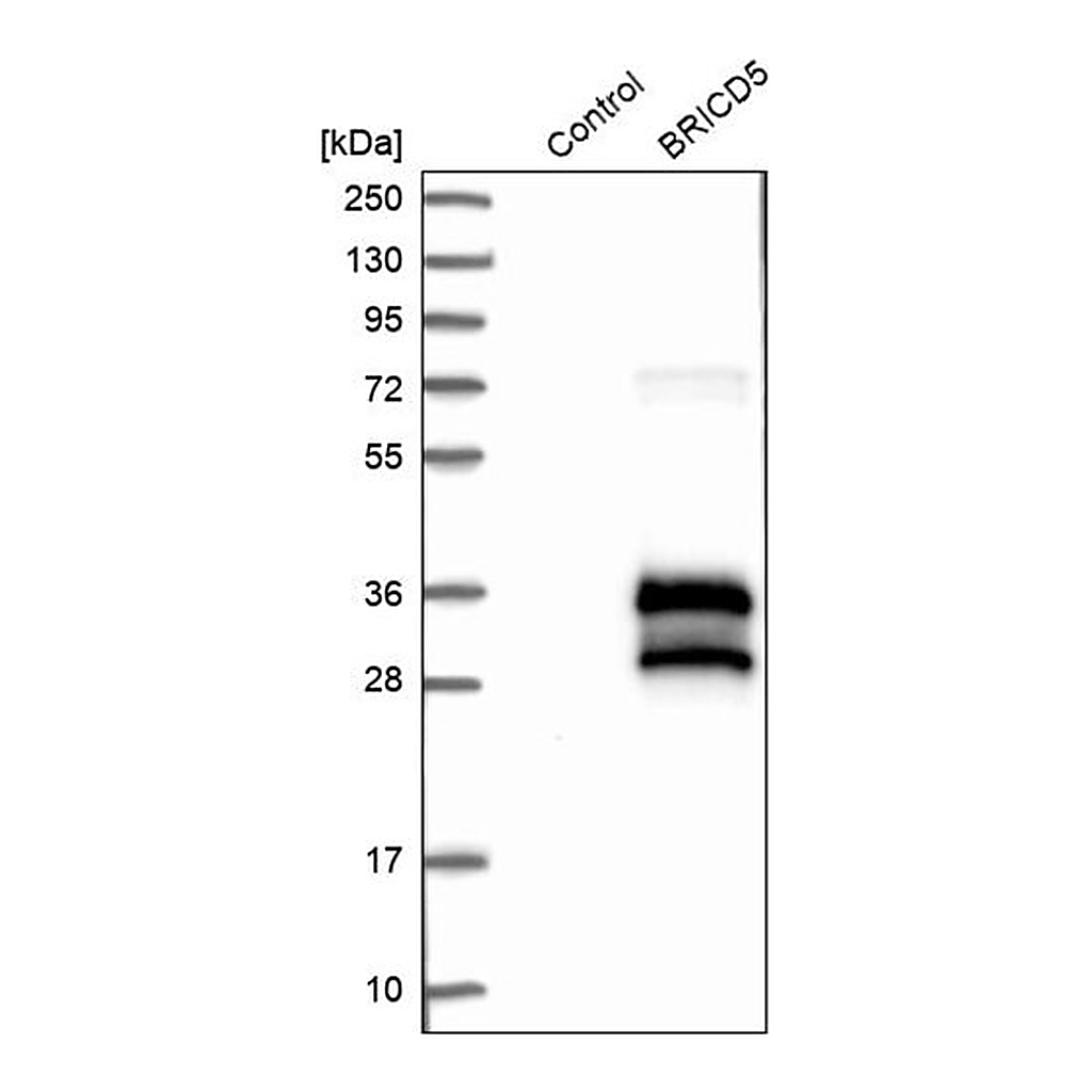 Merck Anti-BRICD5 antibody produced in rabbit