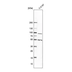 Merck Anti-PTGIS antibody produced in rabbit