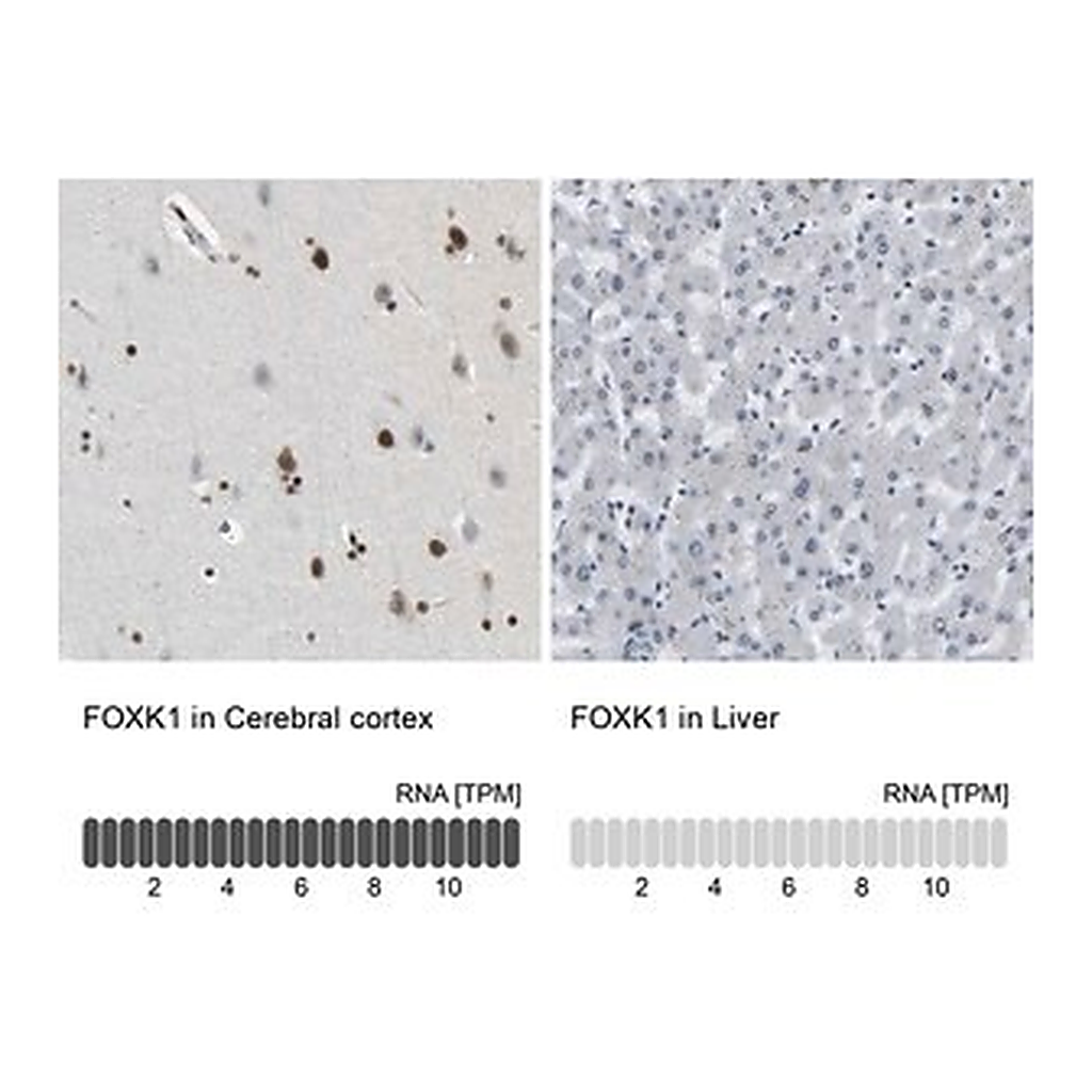 Merck Anti-FOXK1 antibody produced in rabbit