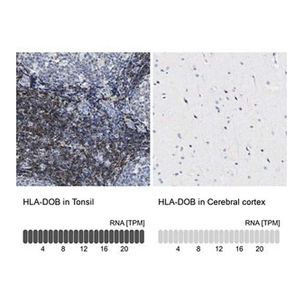 Merck Anti-HLA-DOB antibody produced in rabbit