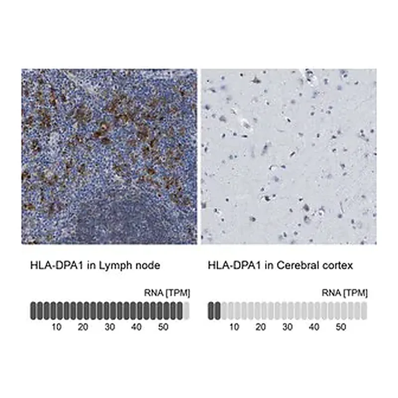 Merck Anti-HLA-DPA1 antibody produced in rabbit