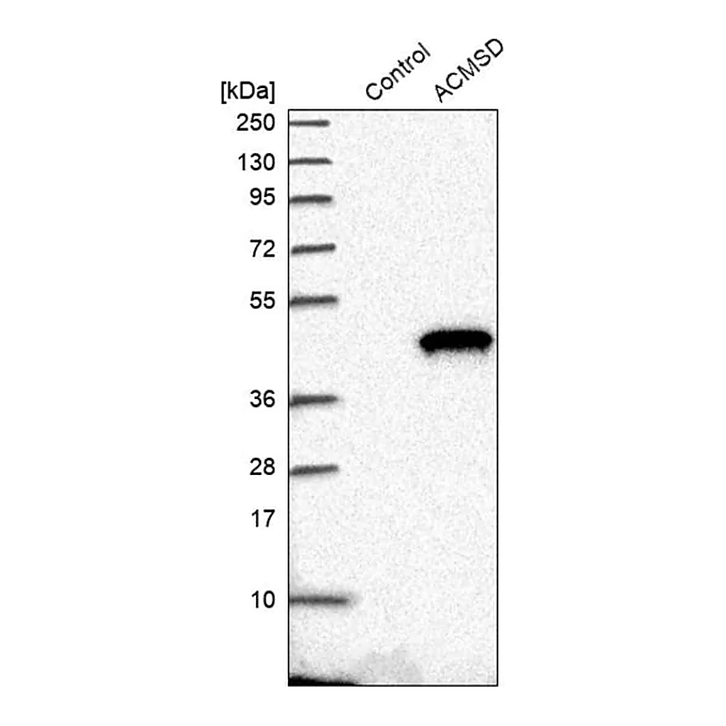 Merck Anti-ACMSD antibody produced in rabbit