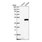 Merck Anti-ACMSD antibody produced in rabbit