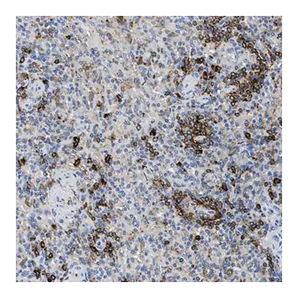 Merck Anti-CD226 antibody produced in rabbit