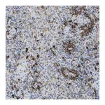 Merck Anti-CD226 antibody produced in rabbit