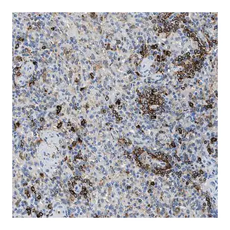 Merck Anti-CD226 antibody produced in rabbit