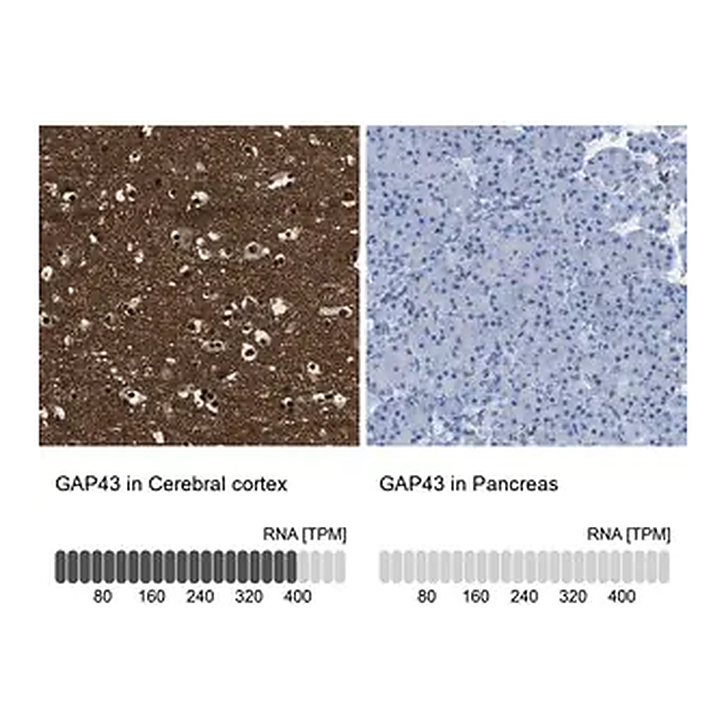 Merck Anti-GAP43 antibody produced in rabbit
