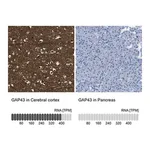Merck Anti-GAP43 antibody produced in rabbit