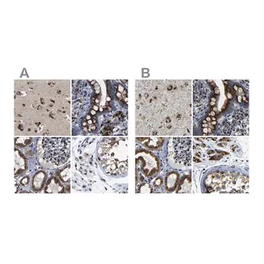 Merck Anti-TGOLN2 antibody produced in rabbit