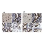 Merck Anti-TGOLN2 antibody produced in rabbit