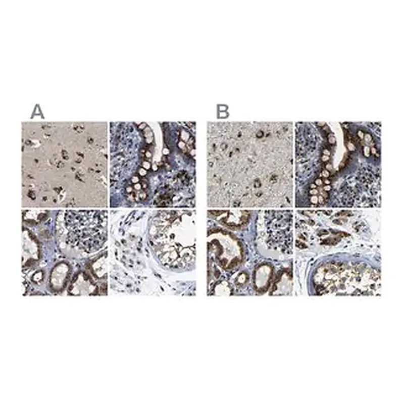 Merck Anti-TGOLN2 antibody produced in rabbit