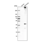 Merck Anti-ZDHHC23 antibody produced in rabbit