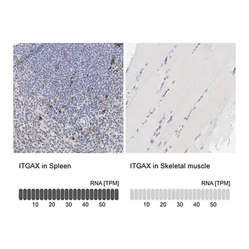 Merck Anti-ITGAX antibody produced in rabbit