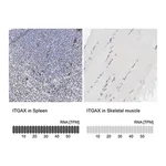 Merck Anti-ITGAX antibody produced in rabbit