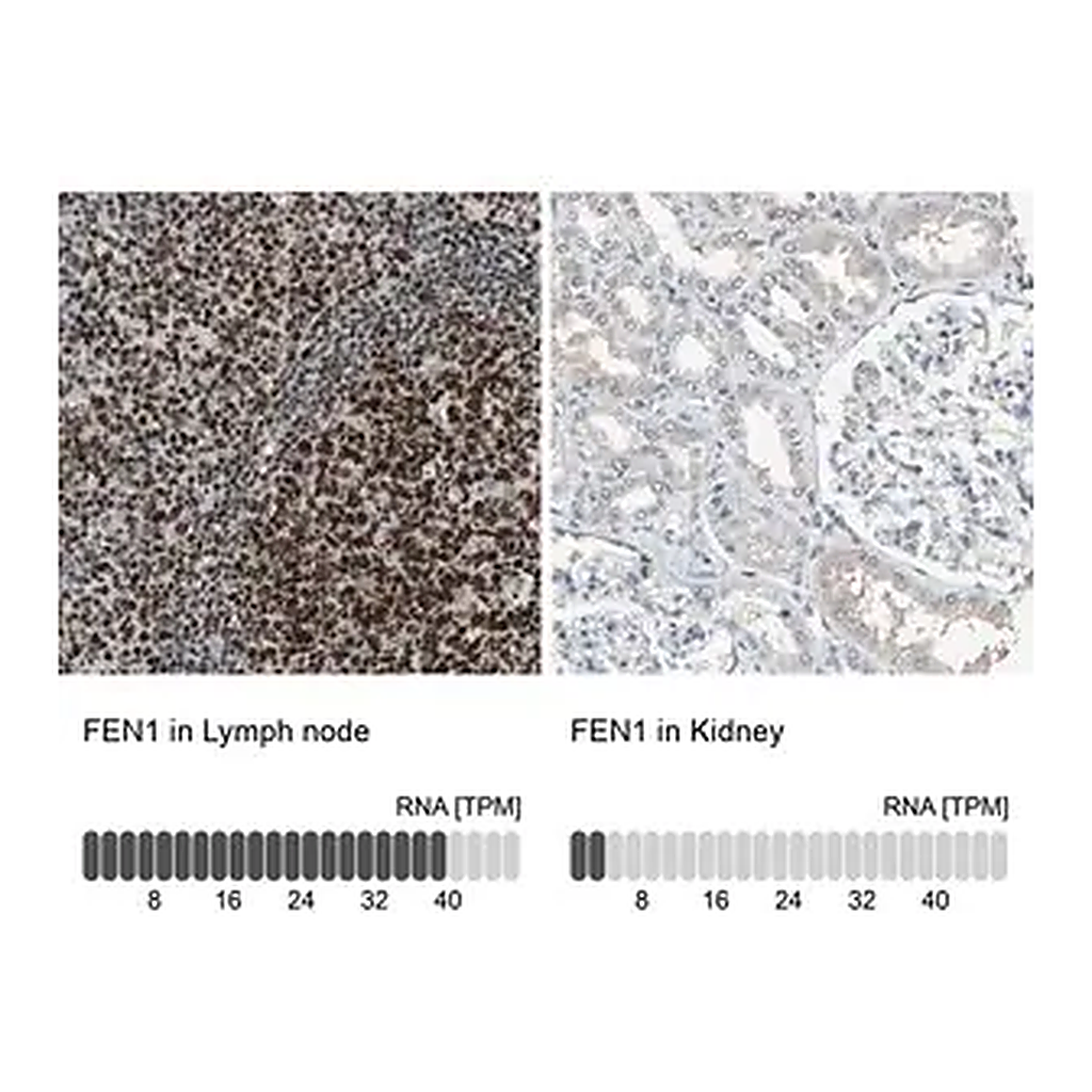 Merck Anti-FEN1 antibody produced in rabbit