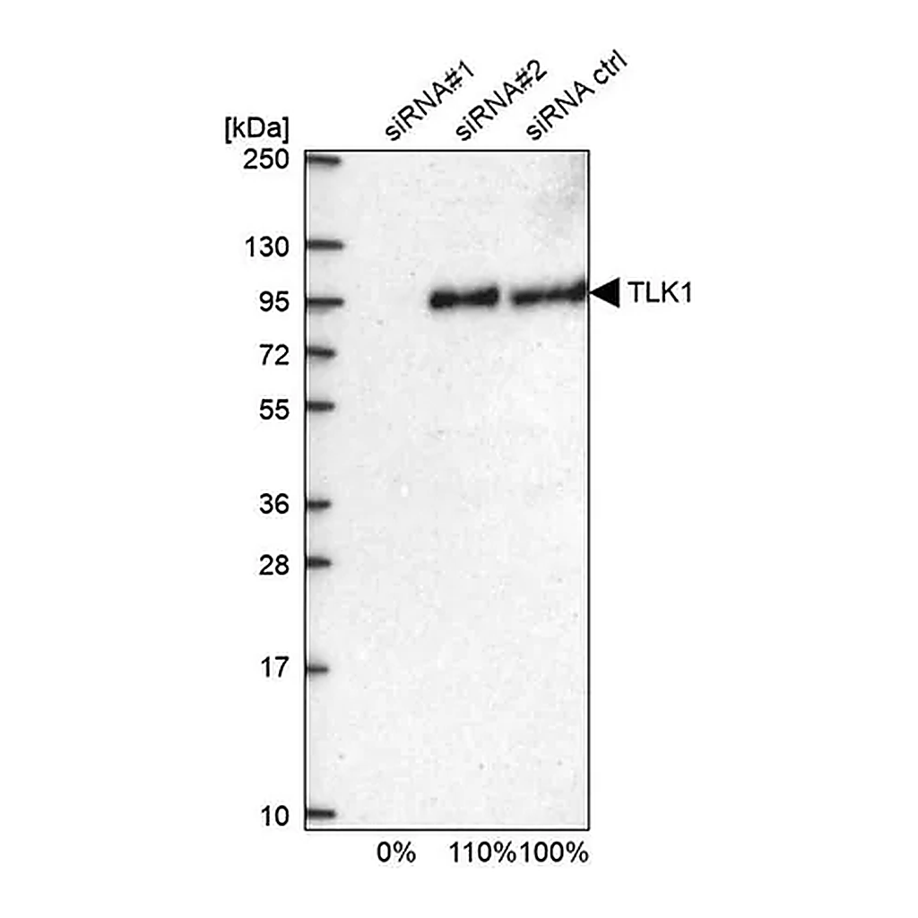 Merck Anti-TLK1 antibody produced in rabbit