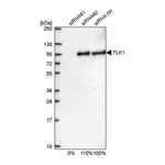 Merck Anti-TLK1 antibody produced in rabbit