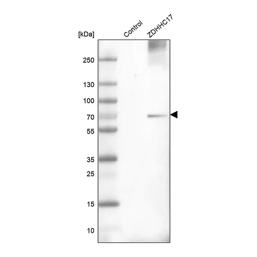 Merck Anti-ZDHHC17 antibody produced in rabbit