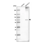 Merck Anti-ZDHHC17 antibody produced in rabbit