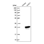 Merck Anti-NUDT1 antibody produced in rabbit
