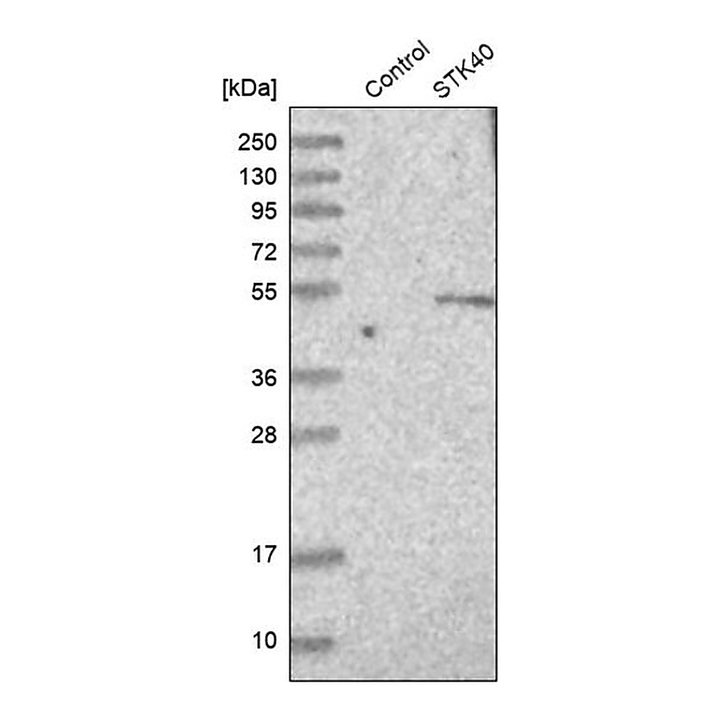 Merck Anti-STK40 antibody produced in rabbit