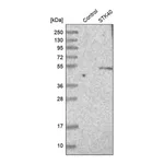 Merck Anti-STK40 antibody produced in rabbit